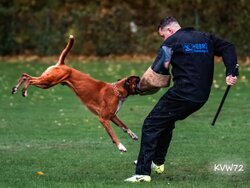 Bild 4 OB Pokal 2025